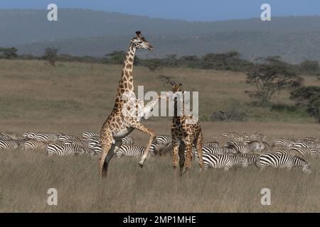 Un colpo vizioso del suo avversario. Parco Nazionale di Serengeti, Tanzania: QUESTE IMMAGINI mostrano un'intensa battaglia tra due giraffe maschili per conquistare il dominio Foto Stock