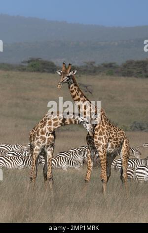 Un sentito scontro con le sue corna. Parco Nazionale di Serengeti, Tanzania: QUESTE IMMAGINI mostrano un'intensa battaglia tra due giraffe maschili per la dominanza per vincere la Th Foto Stock