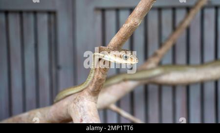 Serpente esotico tenuto in cattività Foto Stock