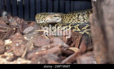 Serpente esotico tenuto in cattività Foto Stock