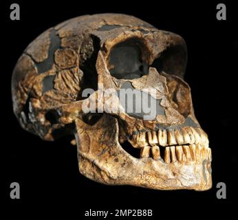 Homo neandertalensis cranio da la Ferrassie in Francia Europa. Foto Stock