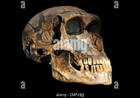 Homo neandertalensis cranio da la Ferrassie in Francia Europa. Foto Stock