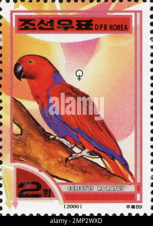 Francobollo nordcoreano vintage del 2000 con un pappagallo Eclectus (Eclectus roratus) appollaiato su un ramo. Foto Stock