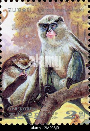 Francobollo nordcoreano del 2000 raffigurante due scimmie Mona (Cercopithecus mona) arroccate su un ramo d'albero. Foto Stock