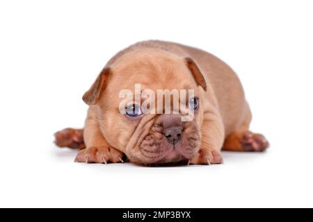 Giovane cucciolo di cane Bulldog francese di colore rosso fawn su sfondo bianco Foto Stock