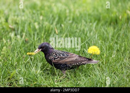 Giovane starrling alla ricerca di cibo nel verde erba. Uccello in una stagione primaverile Foto Stock