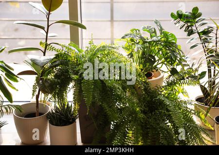 Diverse piante in vaso sul davanzale della finestra a casa Foto Stock