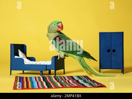 Bel Parakeet Alexandrine in camera da letto giocattolo su sfondo giallo Foto Stock