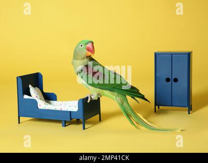 Bel Parakeet Alexandrine in camera da letto giocattolo su sfondo giallo Foto Stock