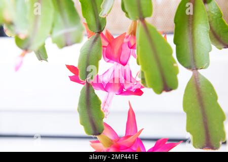 Rosa Decembrist fiori tra foglie verdi primo piano Foto Stock