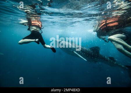 OSLOB - FILIPPINE, 29 MAGGIO 2018: I subacquei nuotano circondati dagli squali balena Foto Stock