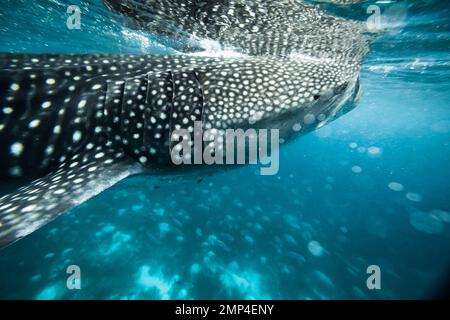 Lo squalo balena nuota in cerca di cibo Foto Stock