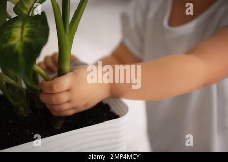 Bambina che rompe la pianta domestica a casa, primo piano Foto Stock