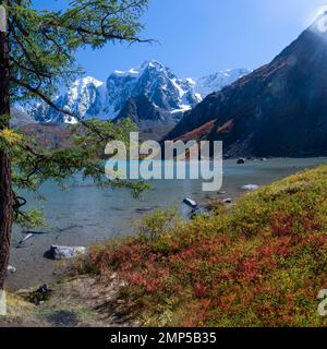 Riva del lago Shavlinskoe con erba e albero tra montagne con ghiacciai e neve ad Altai. Foto Stock