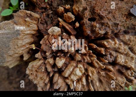 Vista ravvicinata della grana di Un pezzo di legno che è morto e asciugato Foto Stock