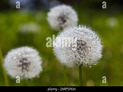 dente di leone in gocce d'acqua in condizioni di sole Foto Stock