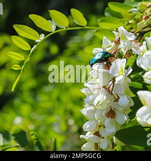 beetle su fiori bianchi di acacia primo piano su uno sfondo verde Foto Stock