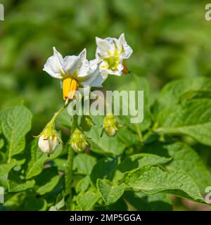 fiori di patata in un campo su uno sfondo verde. Estate, villaggio, agricoltura. Foto Stock