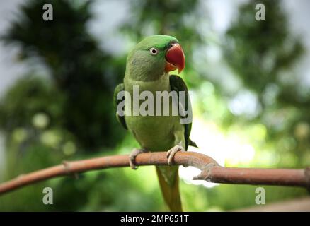 Bella Alexandrine Parakeet su ramo di albero all'aperto Foto Stock