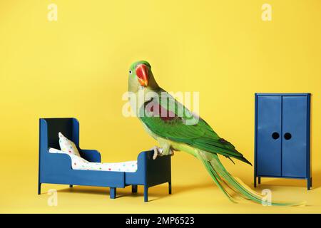 Bel Parakeet Alexandrine in camera da letto giocattolo su sfondo giallo Foto Stock