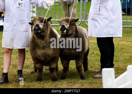 Pecore Ryeland colorate (fleeces nero, pecore ariete) in piedi con agricoltori (uomini donne) in linea per giudicare - il Great Yorkshire Show, Harrogate Inghilterra UK. Foto Stock