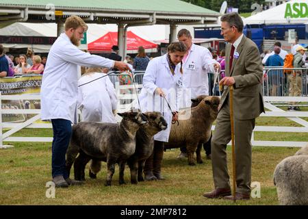 Le pecore Ryeland colorate (fleeces scuro, arieti di pecore) sono in piedi con gli agricoltori (uomini donne) in linea per giudicare - il Great Yorkshire Show, Harrogate Inghilterra UK. Foto Stock