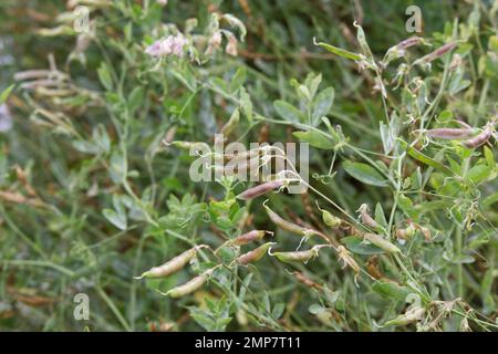 Baccelli di semi di Earthnut Pea, anche conosciuto come Lathyrus tuberosus o pianta di piselli tuberosi nel giardino britannico settembre Foto Stock