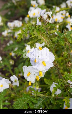 Fiori bianchi e fogliame prickly di Solanum sisymbriifolium, noto anche come vila-vila che cresce in un giardino britannico settembre Foto Stock