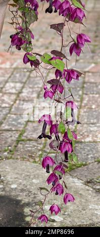 Fiori del tenero perenne Viola campana vite, Rhodochiton atrosanguineus, che è spesso trattato come un annuale, in crescita in un giardino del Regno Unito, settembre Foto Stock