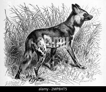 Hyänenhund, Afrikanische Wildhund, Lycaon pictus, der größte wild lebende Hund der afrikanischen Savanne / cane selvatico africano, Lycaon pictus, anche chiamato cane dipinto o cane da caccia del capo, Historisch, restaurierte digitale Reproduktion einer Originalvorlage aus dem 19. Jahrhundert, genaues Originalatum nicht bekannt / riproduzione storica, digitale migliorata di un originale del 19th ° secolo Foto Stock