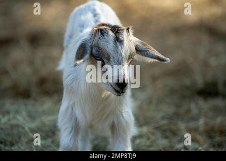 piccolo capretto bianco e marrone in una fattoria Foto Stock