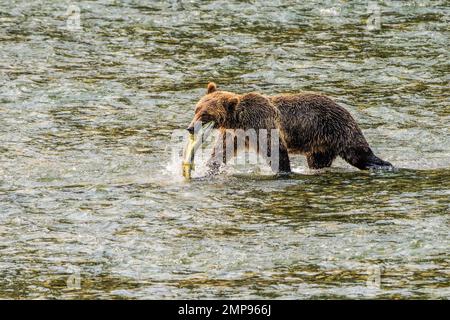 Ora di alimentazione degli orsi Grizzly Foto Stock