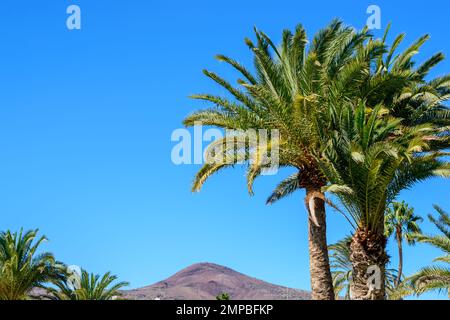Palme contro cielo blu e montagna o sfondo vulcano, caldo clima estivo e le isole Canarie vacanze turistiche destinazioni Foto Stock