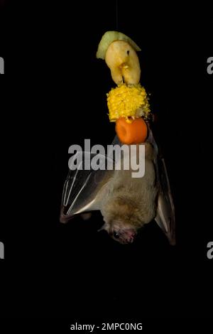 Pipistrello di frutta egiziana (Rousettus aegyptiacus) conosciuto anche come rousette egiziana, Cotswold Wildlife Park. Aprile 2022 Foto Stock