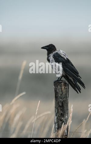 Primo piano di un corvo incappucciato su un palo di legno e erba alta secca sullo sfondo, atmosfera aliscente, spazio copia, minimo, verticale, grigio pastello tenue an Foto Stock