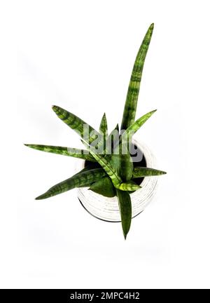Sansevieria cylindrica in vaso var. Patula isolata su sfondo bianco. Sansevieria cylindrica nota anche come pianta cilindrica di serpente, African spea Foto Stock