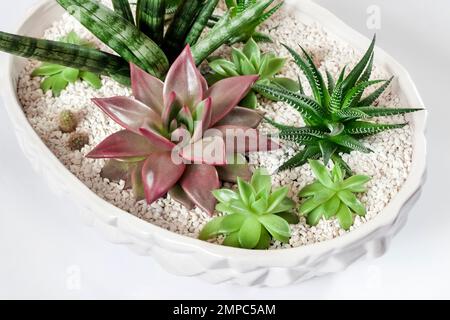 Composizione di varietà di succulenti (Echeveria Red Taurus, Horthia fasciata, Sansevieria cylindrica) in vaso di fiori bianchi in ceramica isolato su bianco Foto Stock