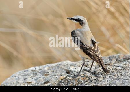 Wheatear (Oenanthe oenanthe) femmina uccello arroccato sulla roccia in territorio di allevamento, Cairngorms National Park, Scozia, aprile 2015 Foto Stock