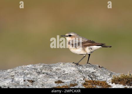 Wheatear (Oenanthe oenanthe) uccello femmina arroccato sulla roccia vicino al sito di nido, Isola di Harris, Ebridi esterne, Scozia, giugno 2012 Foto Stock