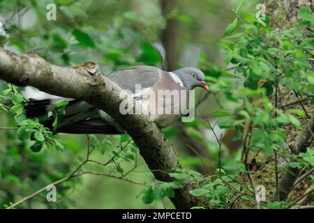 Woodpicceon (Columba Palumbus) arroccato in ontano, Glen Finglas, Woodland Trust Reserve, Loch Lomond e il Trossachs National Park, Scozia Foto Stock