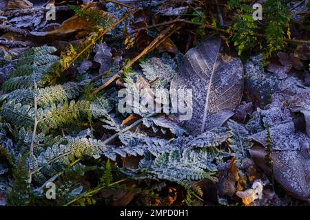 Il sole del pomeriggio d'inverno illumina le foglie morte congelate e le felci verdi che coprono il terreno in un bosco. Foto Stock