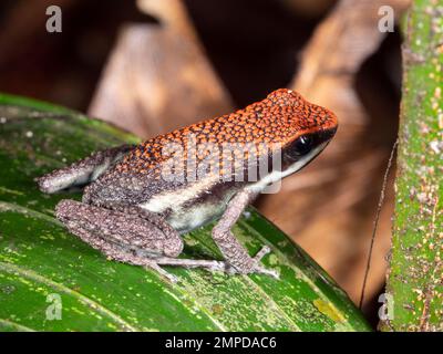 Rana di veleno di rubino (Ameerega parvula) nella foresta pluviale tropicale nell'Amazzonia ecuadoriana. Foto Stock