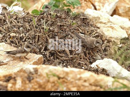 Sabbia martin (Riparia Riparia Riparia) adulti la raccolta di materiale di nidificazione buna village, Erzegovina e Bosnia ed Erzegovina aprile Foto Stock