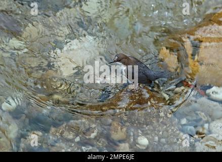 White-throated Dipper (Cinclus cinclus aquaticus) adult with damage to head in river  Mostar, Herzegovina, Bosnia and Herzegovina        April Stock Photo