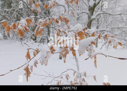 Inverno in appennino, neve alla caduta di Dardagna, Italia Foto Stock