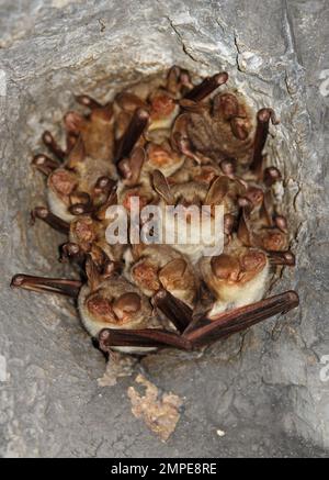 Greater Mouse-eared Bat (Myotis myotis) adults roosting in hole in abandoned railway tunnel roof  Cvaljina village, Popovo Polje karst field, Herzegov Stock Photo