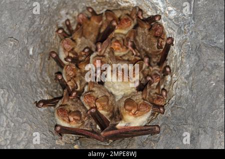 Greater Mouse-eared Bat (Myotis myotis) adults roosting in hole in abandoned railway tunnel roof  Cvaljina village, Popovo Polje karst field, Herzegov Stock Photo