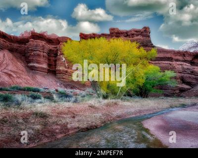 Pioppi neri americani alberi torrente di zolfo e le formazioni rocciose. Fruita, Capitol Reef National Park nello Utah Foto Stock