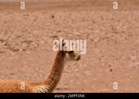 Vikunja nel deserto di Atacama Cile Sud America Foto Stock