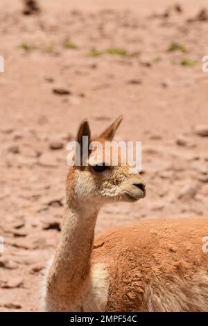 Vikunja selvaggia nel deserto di Atacama Cile Sud America Foto Stock